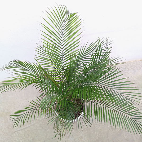 園芸ネット本店｜ヒメココスヤシ（平鉢） 7号 の通販【公式】