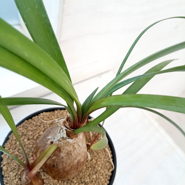 園芸ネット本店｜キルタンサス：スピラリス 3号鉢 の通販【公式】