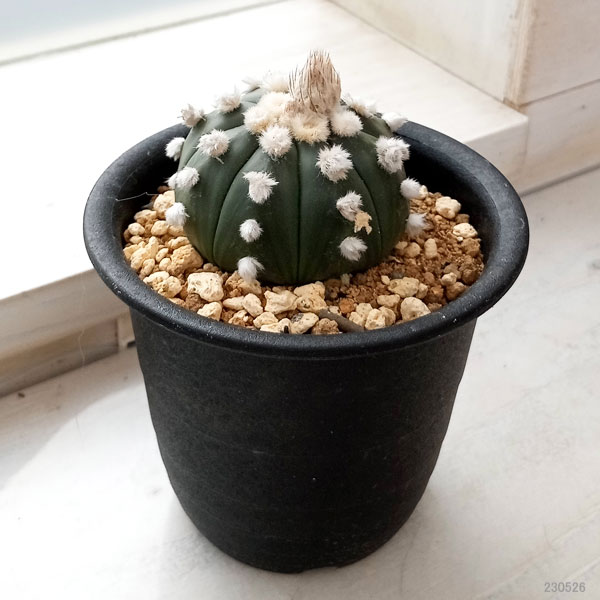 園芸ネット本店｜アストロフィツム：オオイボルリカブト（大疣瑠璃兜