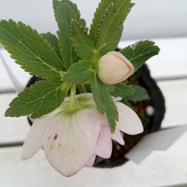 園芸ネット本店｜松村ナーセリーさんのクリスマスローズ：24-09ダブル