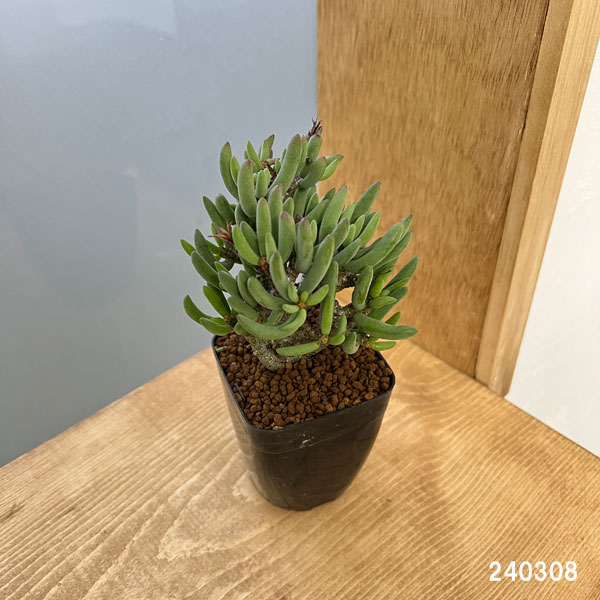園芸ネット本店｜チレコドン：ブッコルジアヌス 2.5号鉢植え の通販