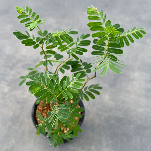 園芸ネット本店｜センナ：メリディオナリス（実生株） 2.5号鉢植え の