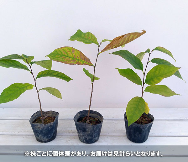 園芸ネット本店｜ポポー（実生苗）3号ポット の通販【公式】