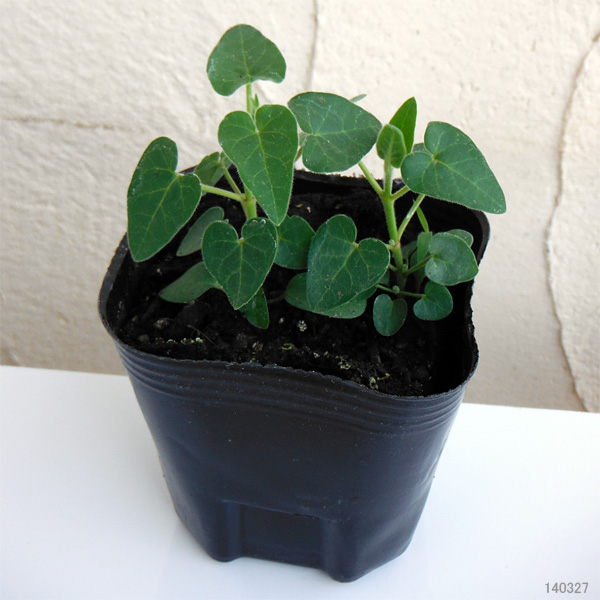 園芸ネット本店｜お試し4種12株セット：夏に咲く暑さに強い青い花 の