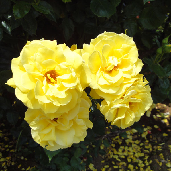 園芸ネット本店｜[送料無料][26年4月上旬予約]四季咲中輪バラ