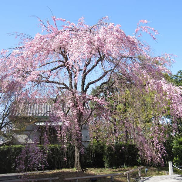 園芸ネット本店｜桜：八重紅枝垂れ（ヤエベニシダレ）接木苗4～5号
