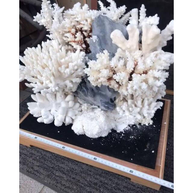 珊瑚礁、飾り珊瑚、飾りサンゴ、珊瑚、ガラスケース付き珊瑚礁の通販