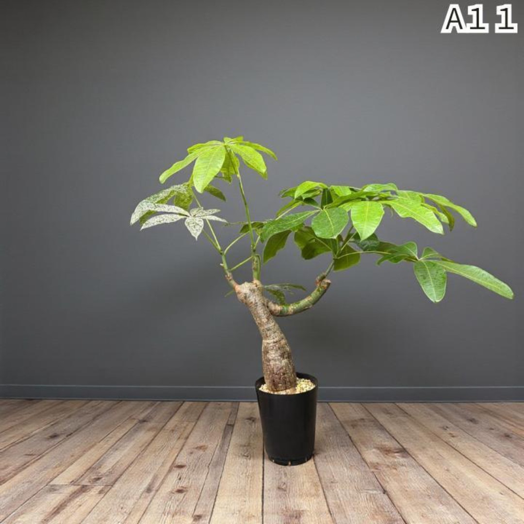 パキラ ミルキーウェイ × ムーンライト｜特殊曲げパラソル樹形A11