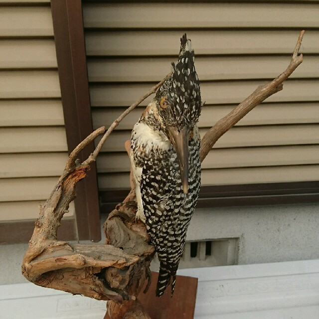 鳥剥製の通販 by すけさん's shop｜ラクマ