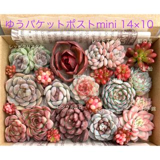 多肉植物 ノーブルレッドの通販 by mI4154's shop｜ラクマ