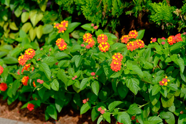 ランタナの育て方・栽培方法｜植物図鑑｜みんなの趣味の園芸（NHK出版）