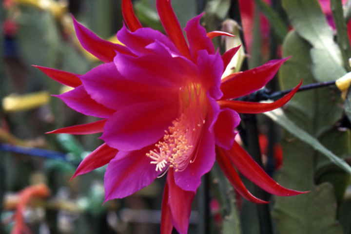 クジャクサボテンとは｜育て方がわかる植物図鑑｜みんなの趣味の園芸