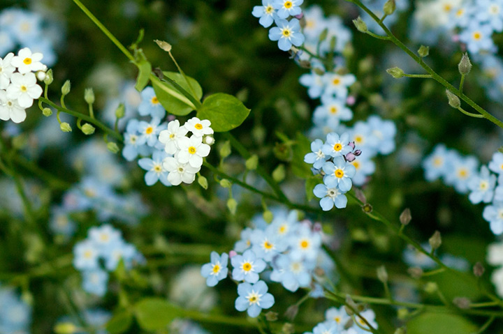 ワスレナグサとは｜育て方がわかる植物図鑑｜みんなの趣味の園芸（NHK