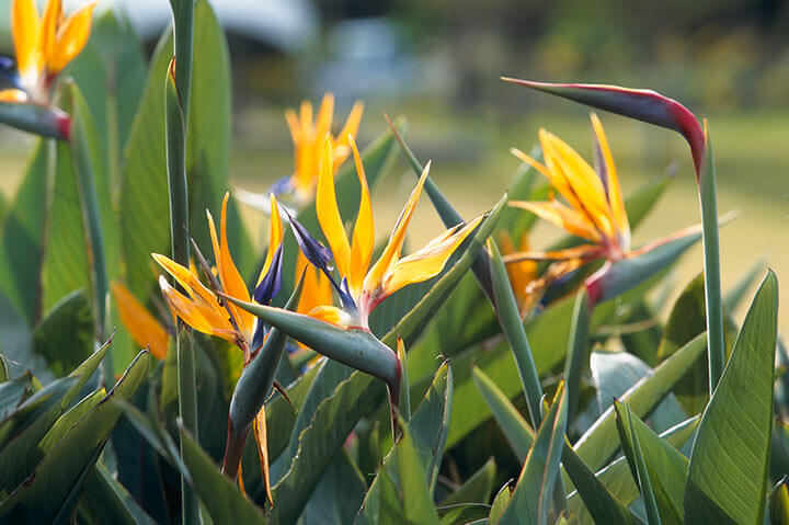 ストレリチアとは｜育て方がわかる植物図鑑｜みんなの趣味の園芸（NHK