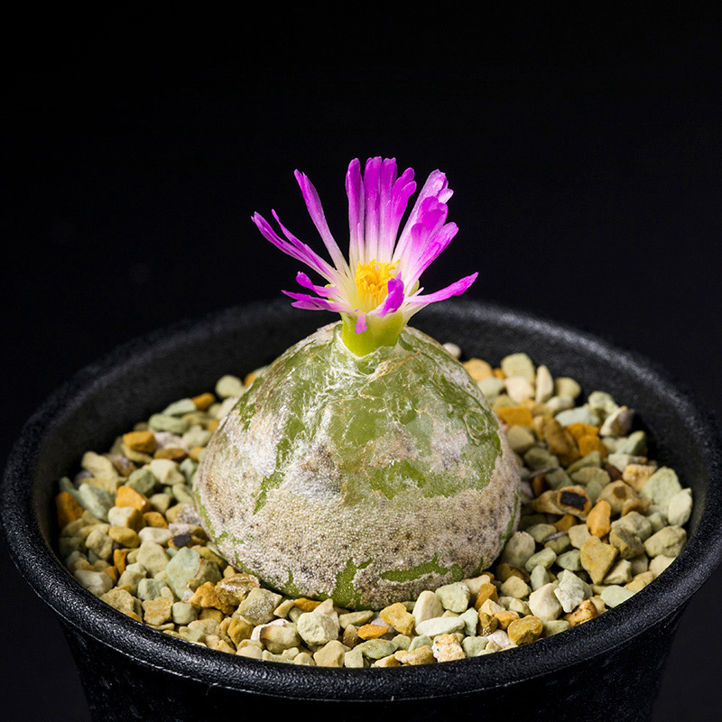 アストロフィツム鸞鳳玉（ランポー玉）の基本情報・育て方｜多肉植物