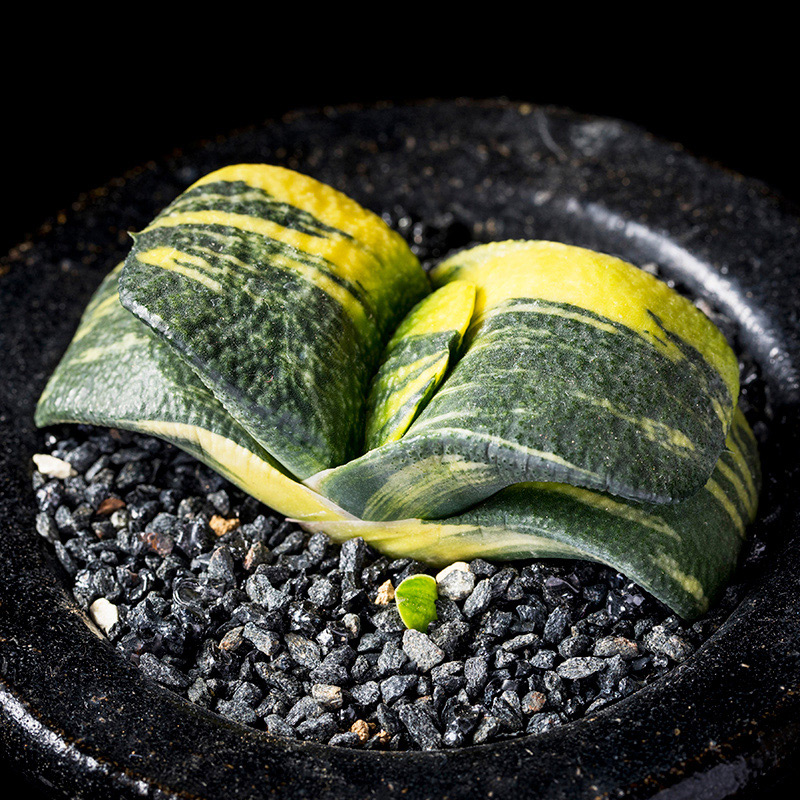 ガステリア臥牛錦の基本情報・育て方｜多肉植物・サボテン図鑑