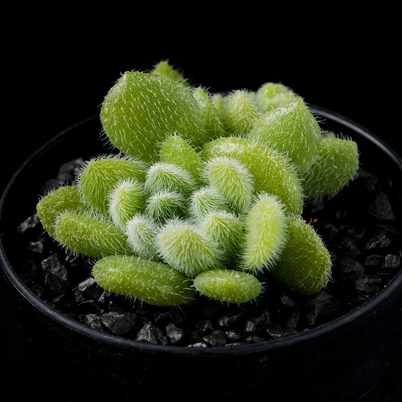 セダム・モシニアナムの基本情報・育て方｜多肉植物・サボテン図鑑