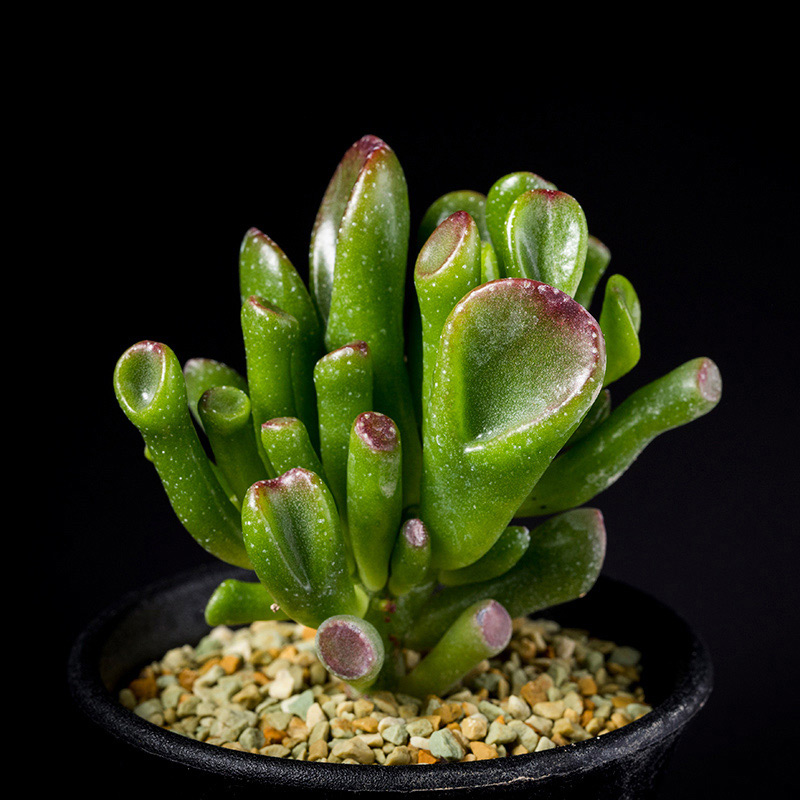 クラッスラゴーラムの基本情報・育て方｜多肉植物・サボテン図鑑