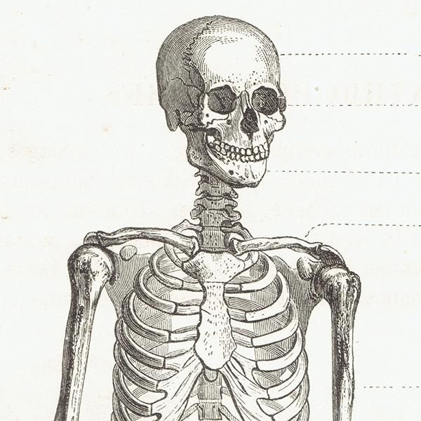 人体骨格図 解剖学 フランス アンティークプリント スケルトン 0010