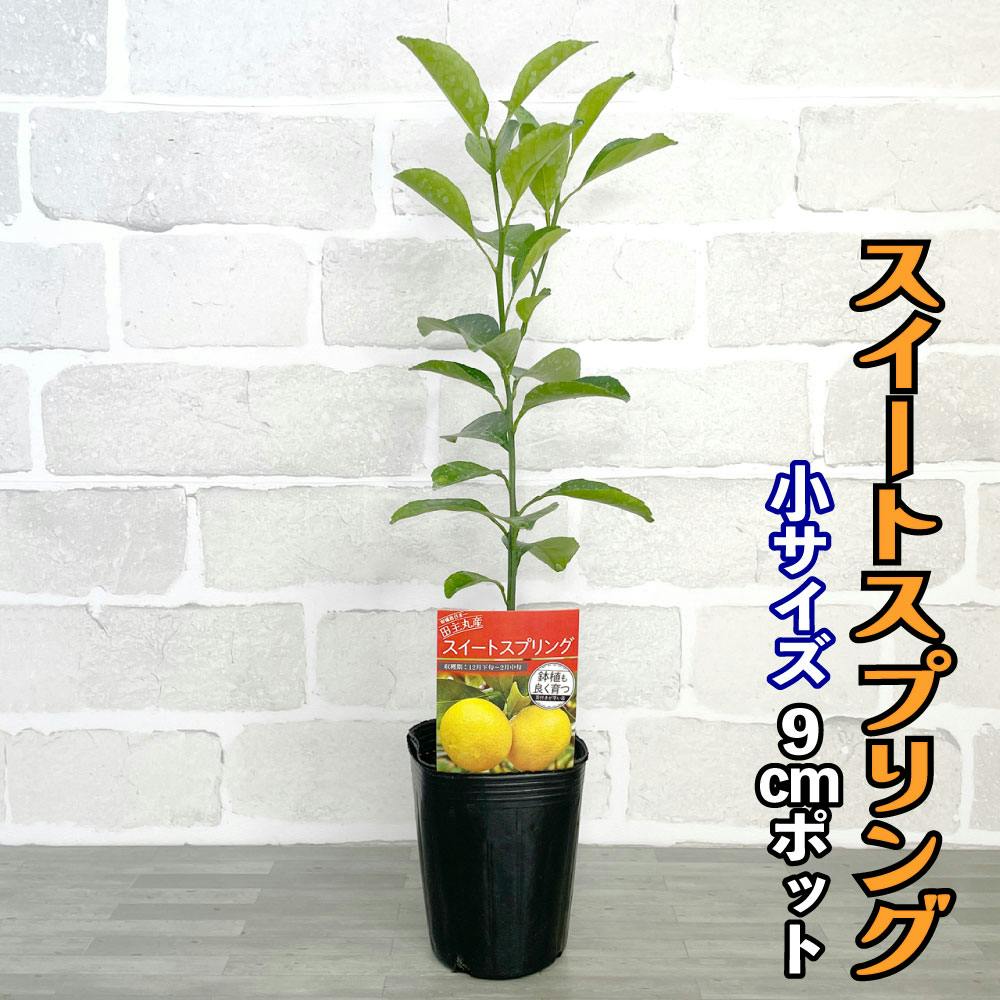 みかん 苗木 スイートスプリング [小] 9cmポット 3号 鉢植え ポット