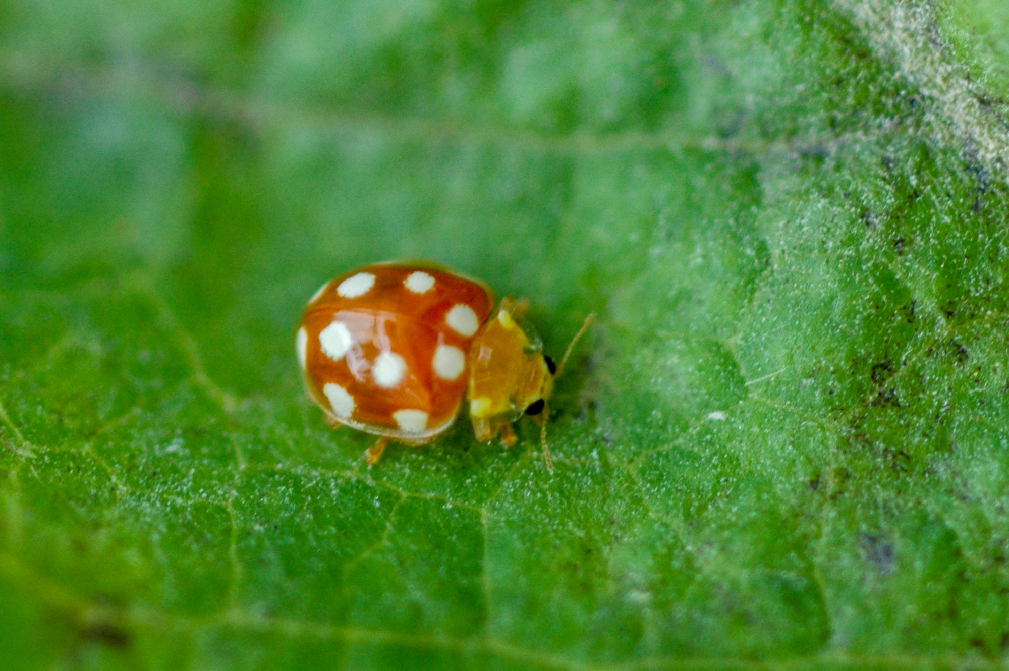 シロホシテントウ | 虫の写真と生態なら昆虫写真図鑑「ムシミル」