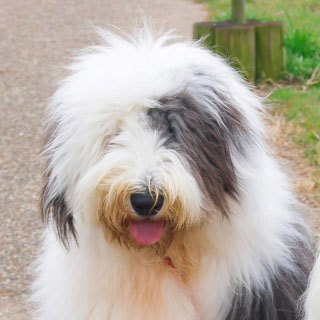 オールド・イングリッシュ・シープドッグ｜犬暮らし