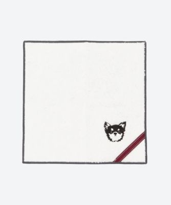 INU チワワ ブラックタン | MR.&MRS.CHIEF/ミスターアンドミセス