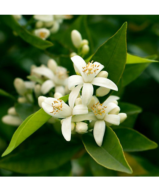 ディフューザー フィグ／アマルフィ 250mL | LALIQUE/ラリック