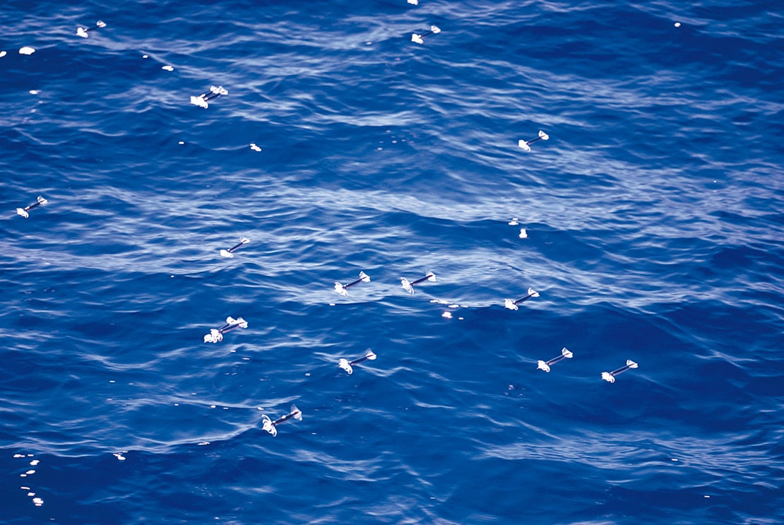 動物写真家 岩合光昭 オフィシャルサイト | 写真集「海からの手紙