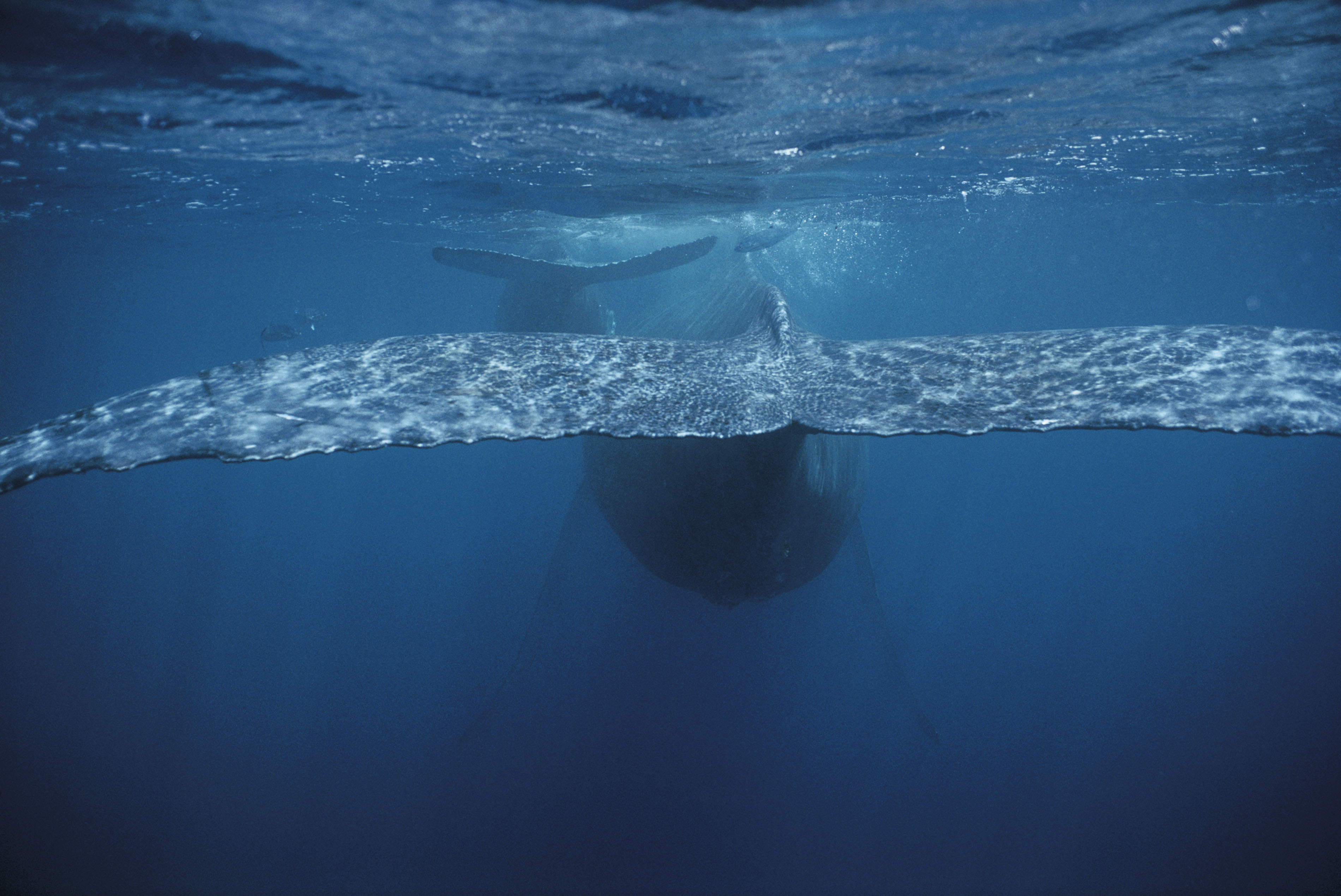 動物写真家 岩合光昭 オフィシャルサイト | 写真集「クジラの海」撮影