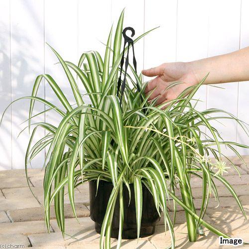チャーム（charm） （観葉植物）オリヅルラン 吊り鉢タイプ 5〜6号