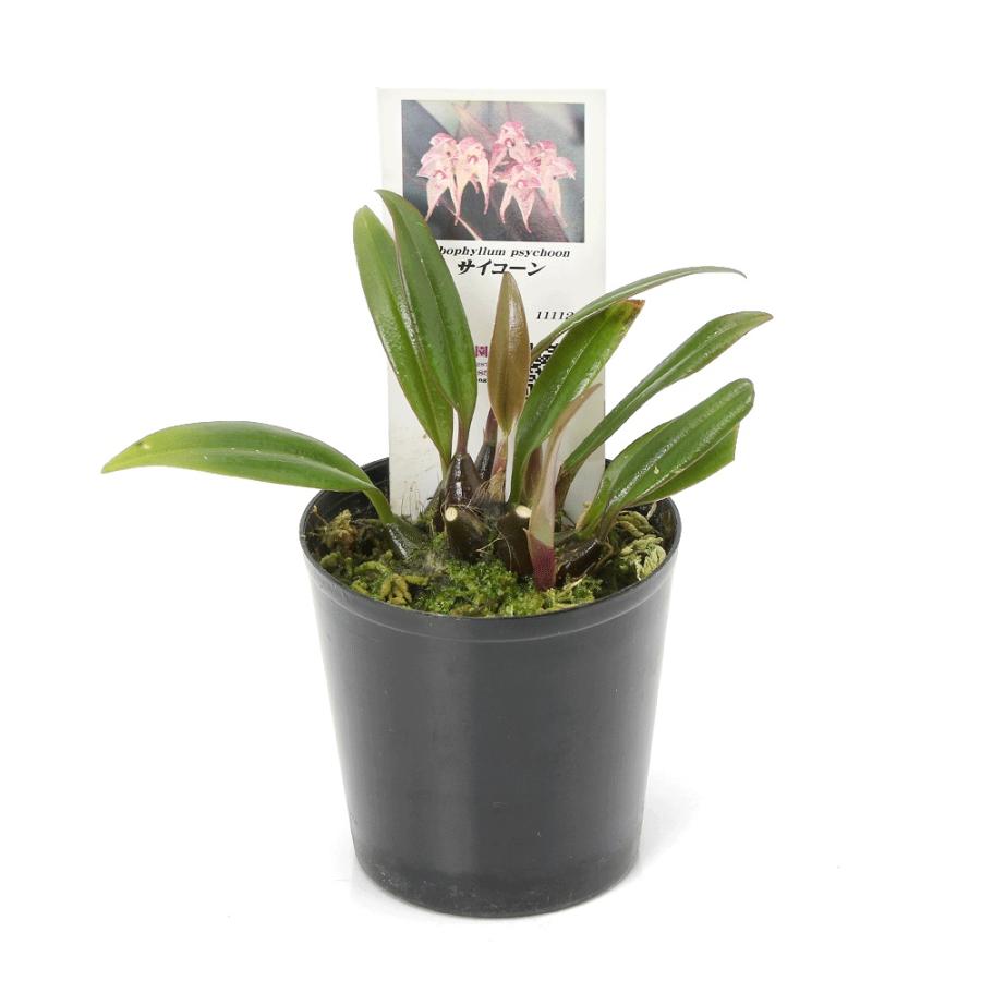 観葉植物）洋ラン バルボフィラム サイコーン 2．5号（1ポット