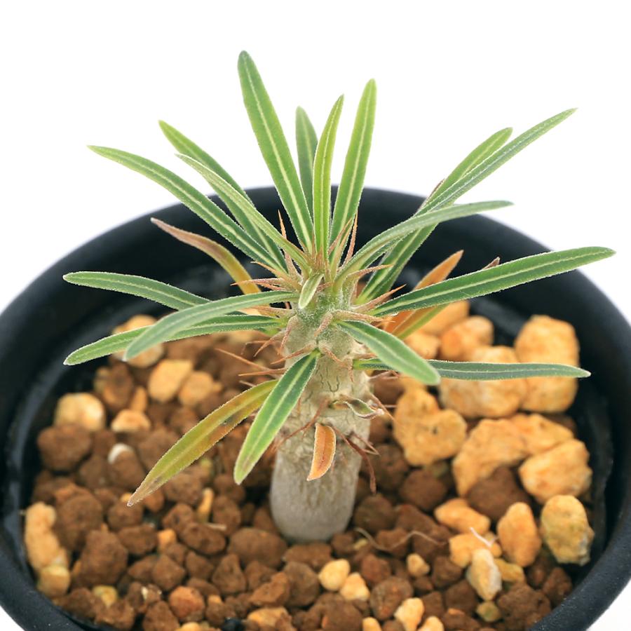 チャーム（charm） （多肉植物）パキポディウム グラキリス Sサイズ