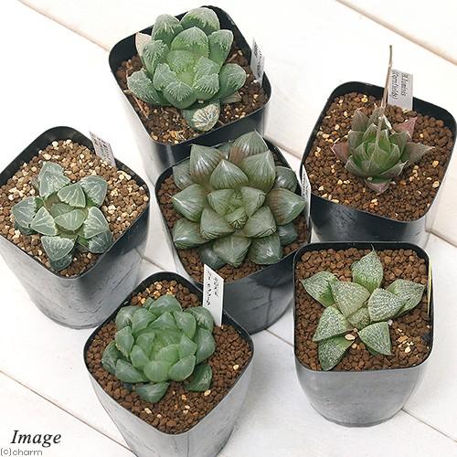 チャーム（charm） （多肉植物）ハオルチア 品種おまかせ 3号（1鉢