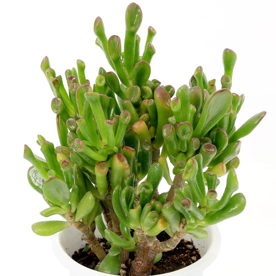 多肉植物）クラッスラ ゴーラム（宇宙の木） 3．5〜4号（1ポット