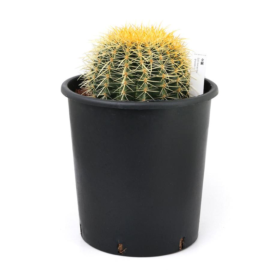 チャーム（charm） （多肉植物）サボテン エキノカクタス 金鯱