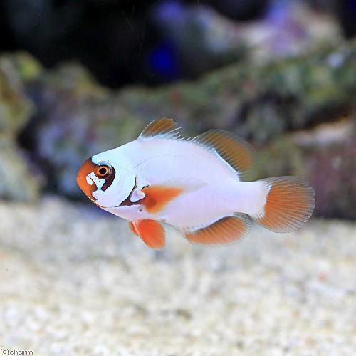 チャーム（charm） （海水魚）ゴールドナゲットマロン（ブリード）（1