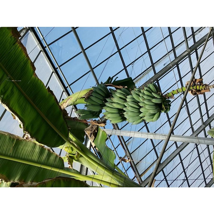 アイスクリームバナナ 苗 耐寒性 屋外栽培 : ちたフルーツビレッジ