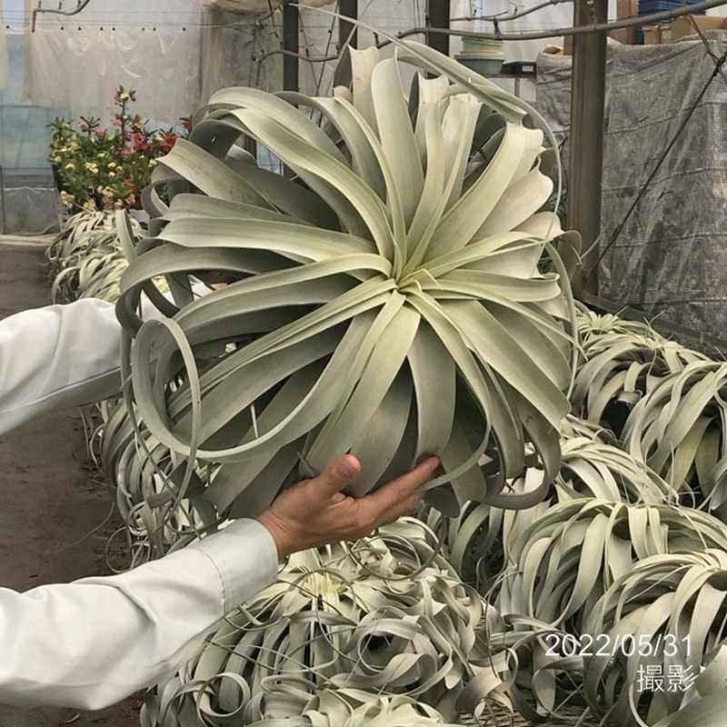 チランジア キセログラフィカ（Tillandsia xerographica）超特大サイズ