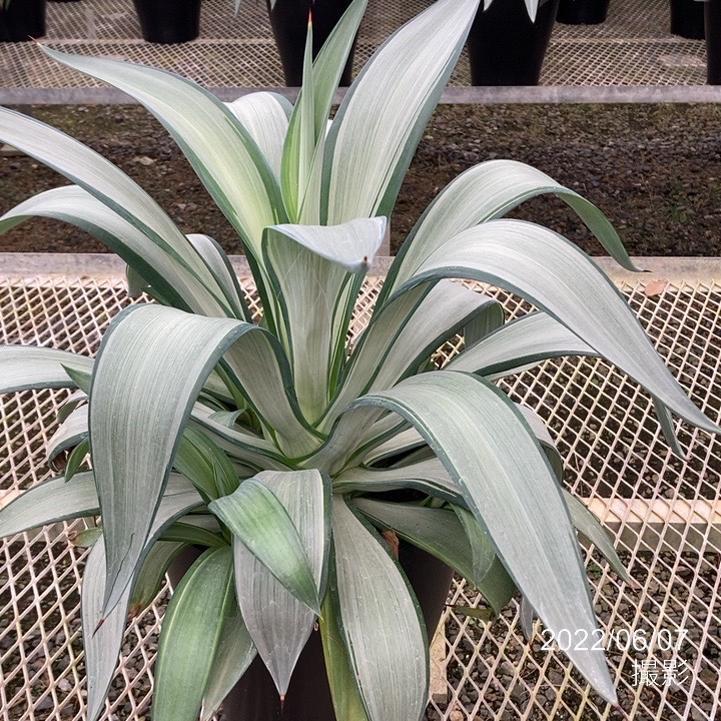 アガベ 8号 デスメティアーナ クイックシルバー｜観葉01-D1 : 赤塚