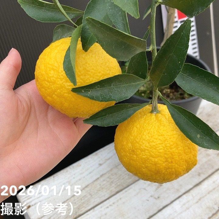 完熟実付き＞みかん はるか 6号 2年生苗｜柑橘｜果樹04-PA : 赤塚