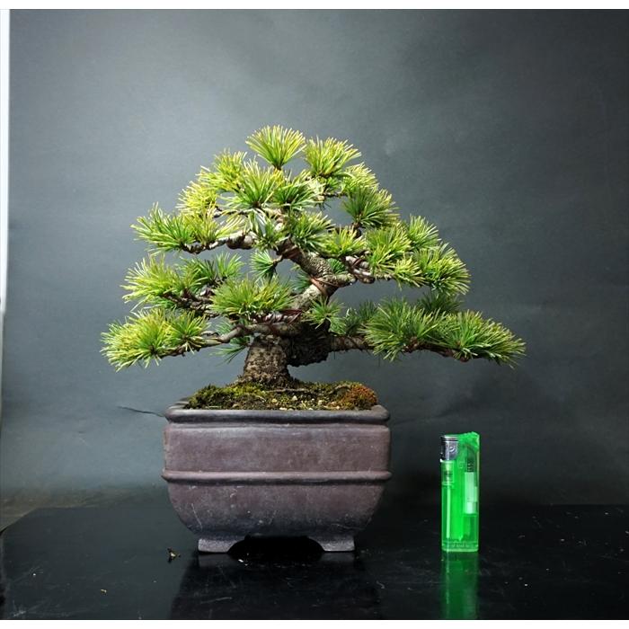 盆栽 五葉松 【中品盆栽】 五葉松 (4) : Bonsai Store Ito - 通販