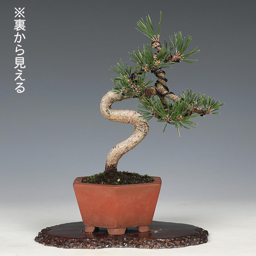 盆栽 黒松 千寿丸 クロマツ 小品盆栽 松盆栽 : 盆栽彩都ヤフー店