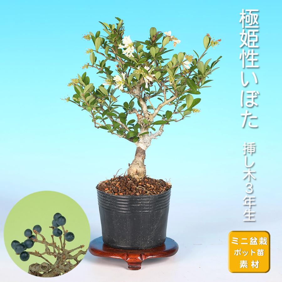 盆栽 極姫性いぼた イボタ 水蝋 小品盆栽 ミニ盆栽 盆栽素材 苗木 実物