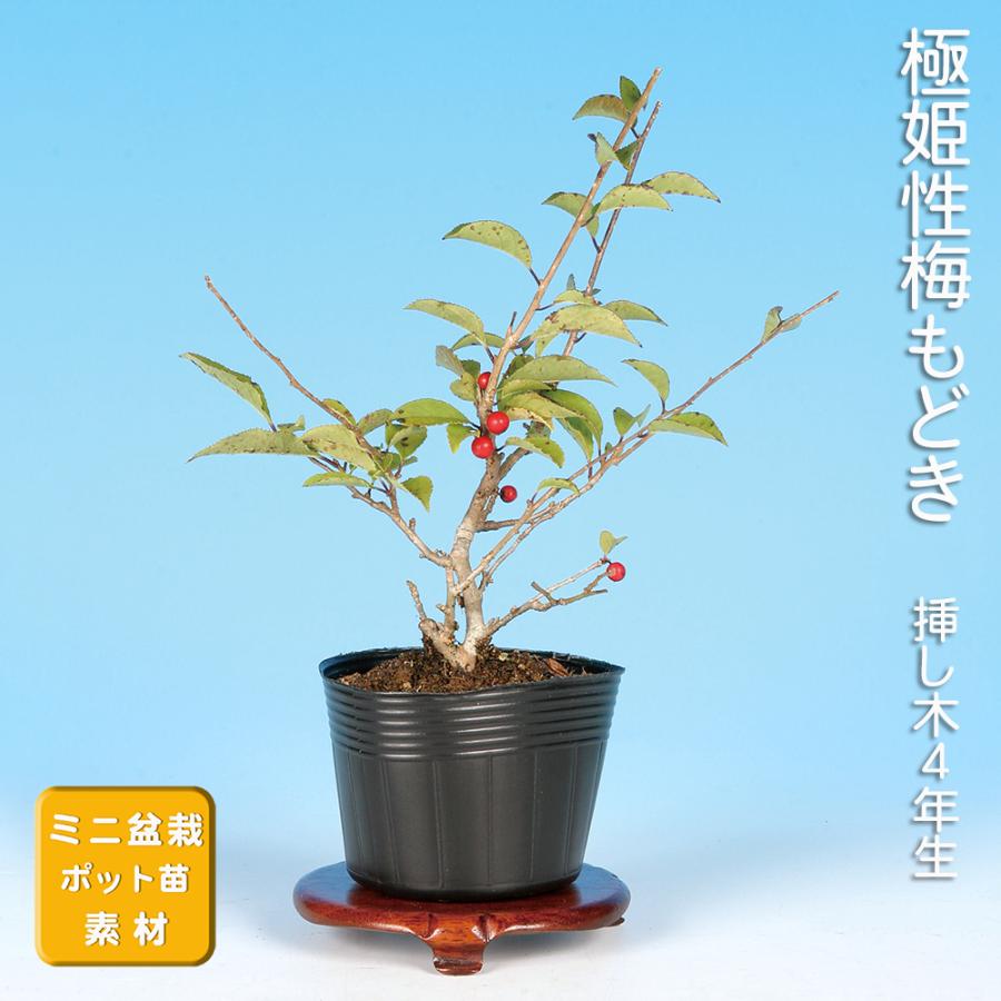 盆栽 極姫性梅もどき 梅擬 うめもどき ウメモドキ 小品盆栽 ミニ盆栽