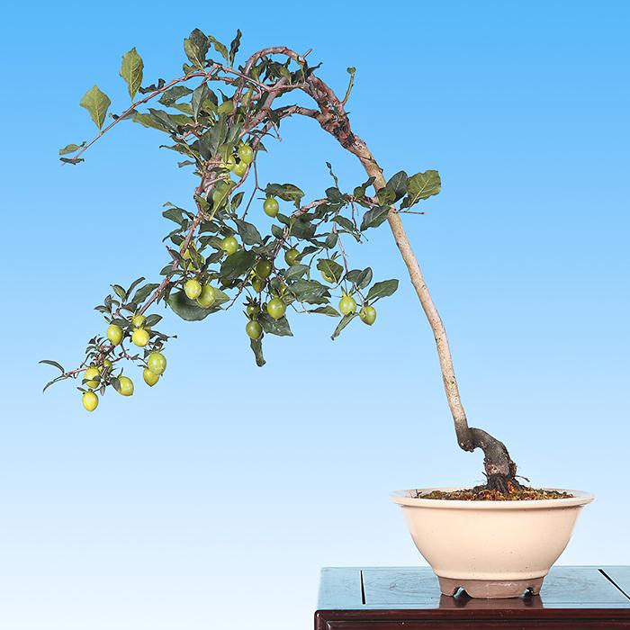 盆栽 一品盆栽 「老爺柿」ローヤ柿 ローヤガキ 雑木盆栽 実物盆栽 大型