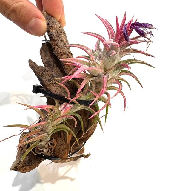 現品) チランジア イオナンタ バンハイニンギー 斑入り (No.22320