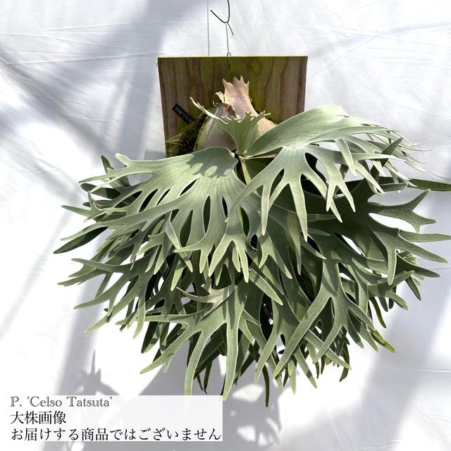 現品) ビカクシダ ウィリンキー 'セルソタツタ' (TC) (No.40785