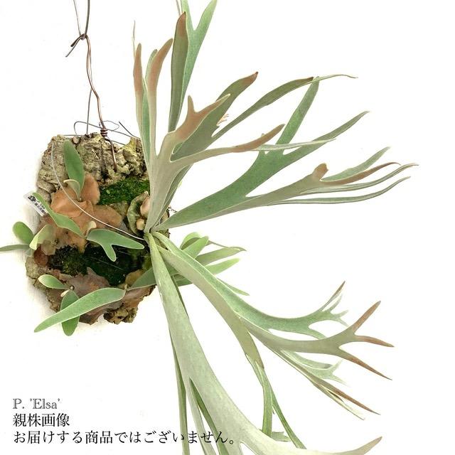 現品) ビカクシダ 'エルサ' (pup) (No.41083) (コウモリラン 観葉植物