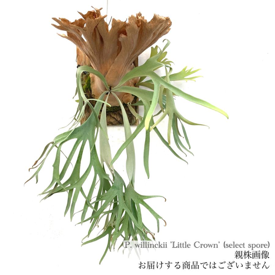 現品) ビカクシダ ウィリンキー 'リトルクラウン' select spore (pup